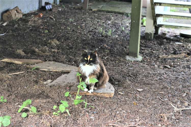 11 Oregon Place Papakura_18