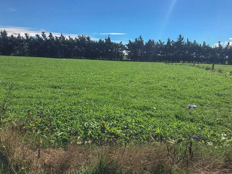 112 Kennington Waimatua Road Kennington_28