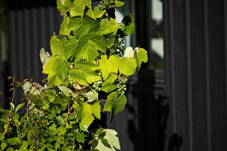 10 Ellesmere Avenue Jacks Point_10