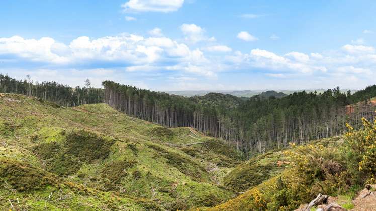 1335 Klondyke Road Port Waikato_6