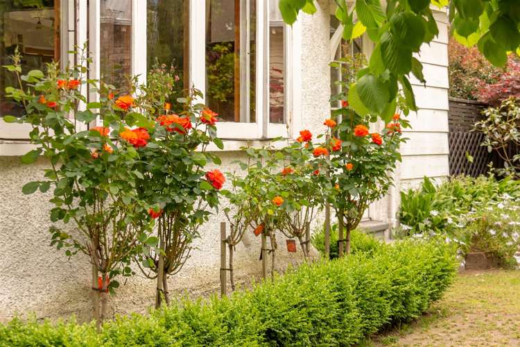 100 Colombo Road Masterton_23