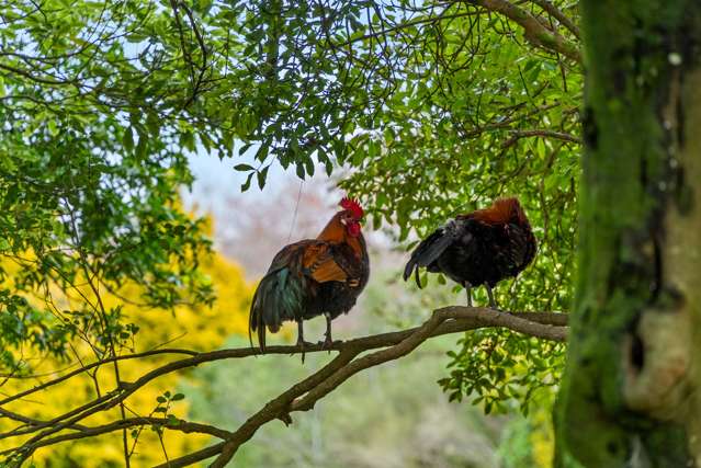 2d/4 Kell Drive Albany_4