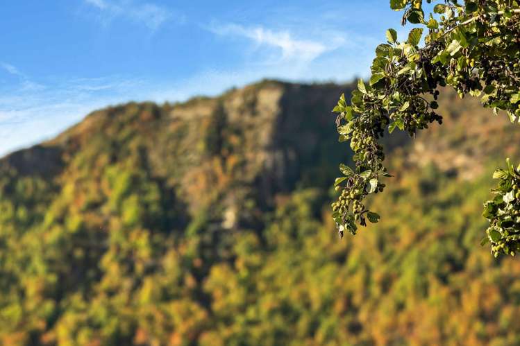 24 Thomson Street Arrowtown_28