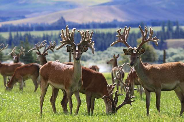 New Zealand Trophy Hunting Estate