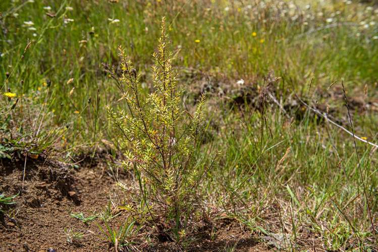 1403 Russell Road Helena Bay_15