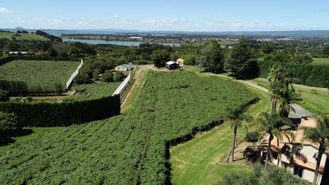 6A Woodland Road Katikati_4