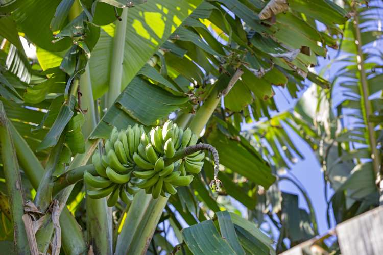 385a Wainui Road Raglan_19