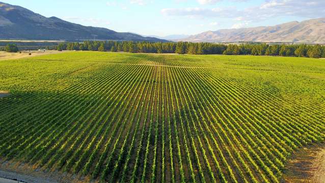 351 Maori Point Road Tarras_3