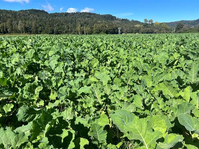 520 Upper Buller Gorge Road Inangahua_2