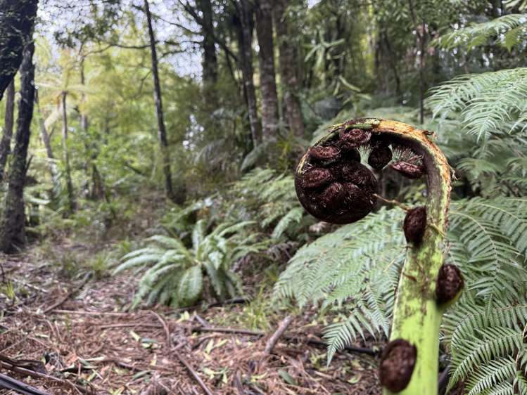 - Waioeka Pa Road Opotiki_11