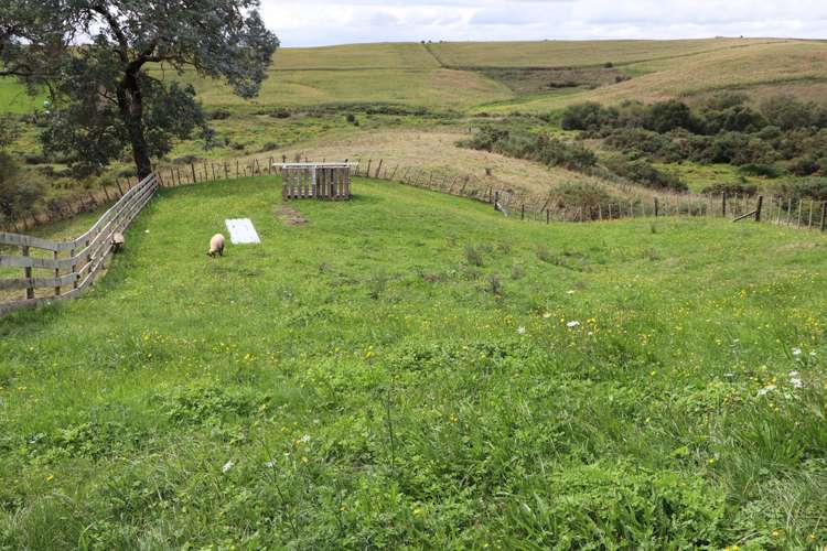 87 Bell Road Whatawhata_19