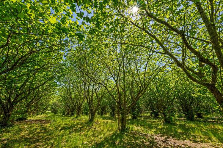 191 Tyntesfield Road Waihopai Valley_33