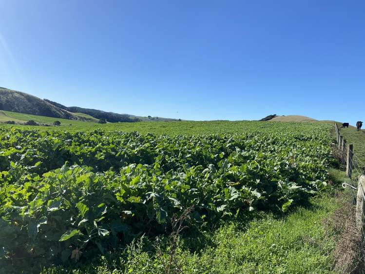 48 Heathfield Road Waipara_12