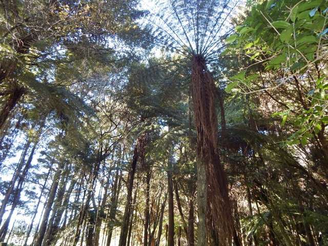 562d Waimate North Road Kerikeri_4