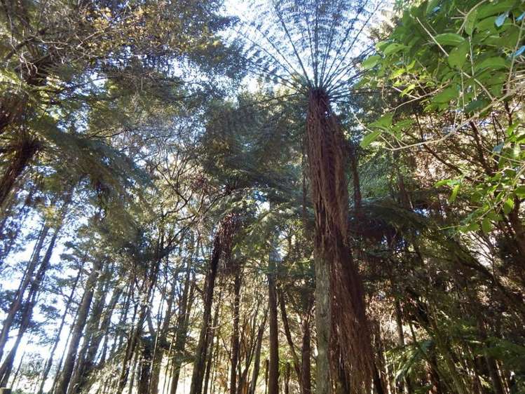 562d Waimate North Road Kerikeri_4