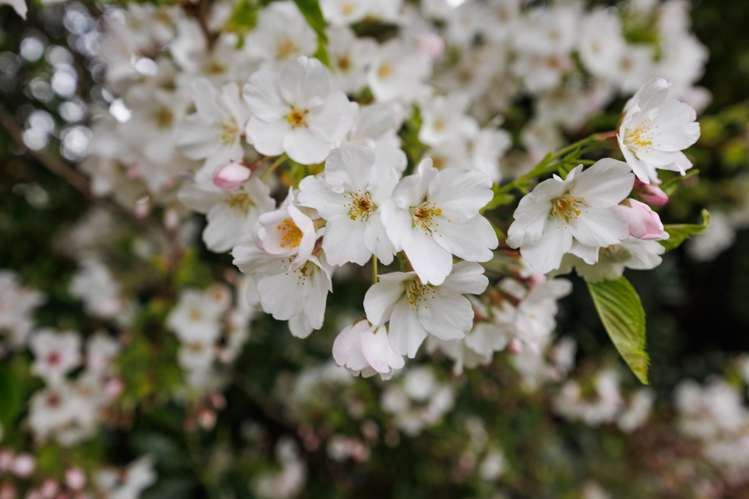 260 Haynes Line Feilding_20