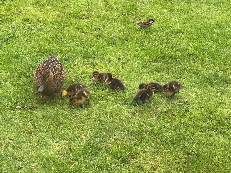 848a Carrington Road Hurworth_24