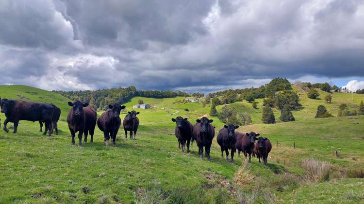 313 Paiaka Road Hikurangi Rd2_18