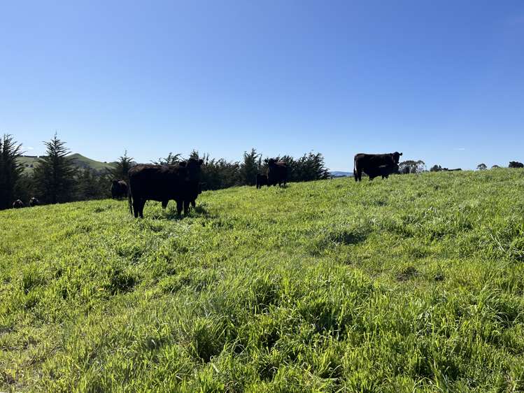 148 Tapui Homestead Road Five Forks and Surrounds_18