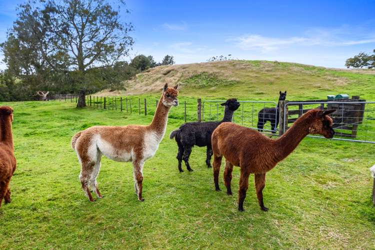 1706 Oropi Road Oropi_37