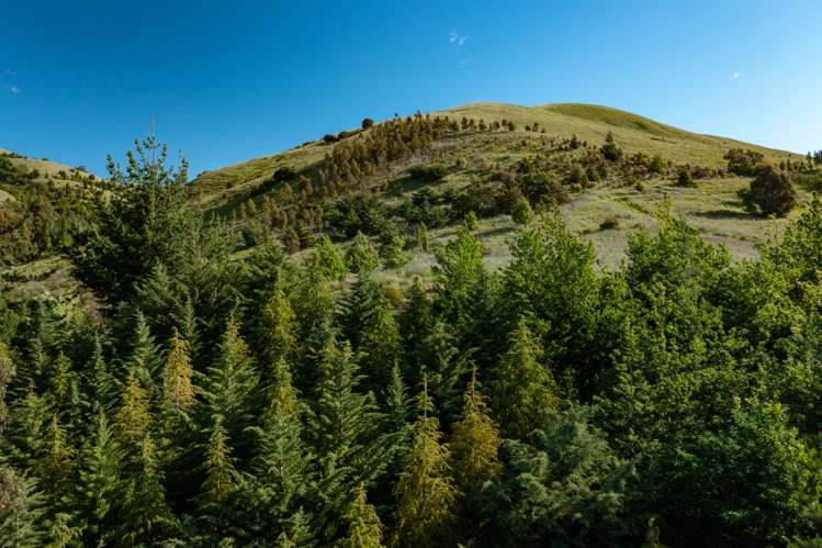 Redwood Pass Road Redwood Pass_8