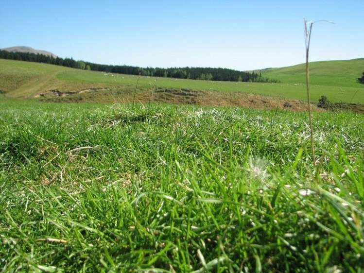 183 Gunn Road Catlins Surrounds_7