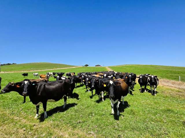 77 Molloy Road Ruawai_1