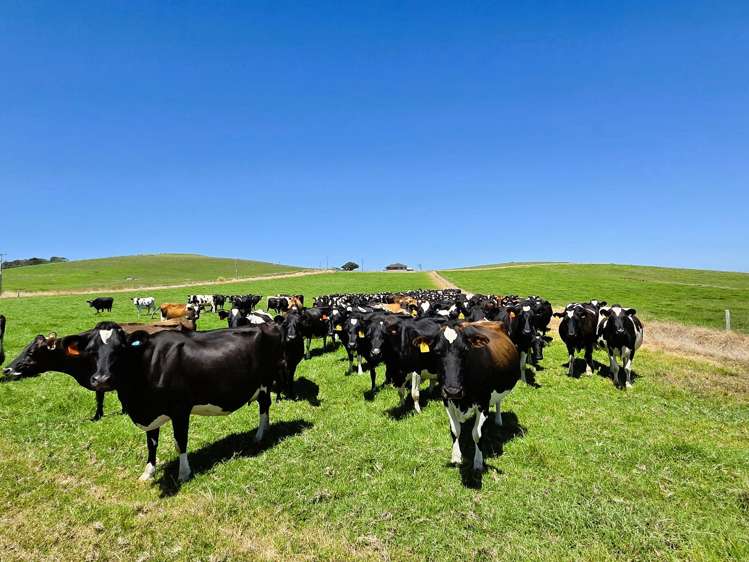 77 Molloy Road Ruawai_1