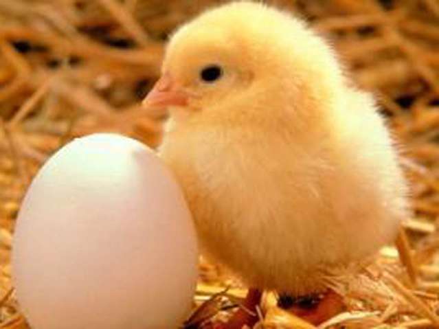 Top-Tier Poultry Farm with Circa $1M Income