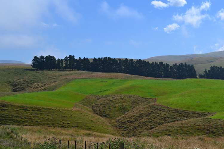 Fuchsia Creek Road Waitaki_9