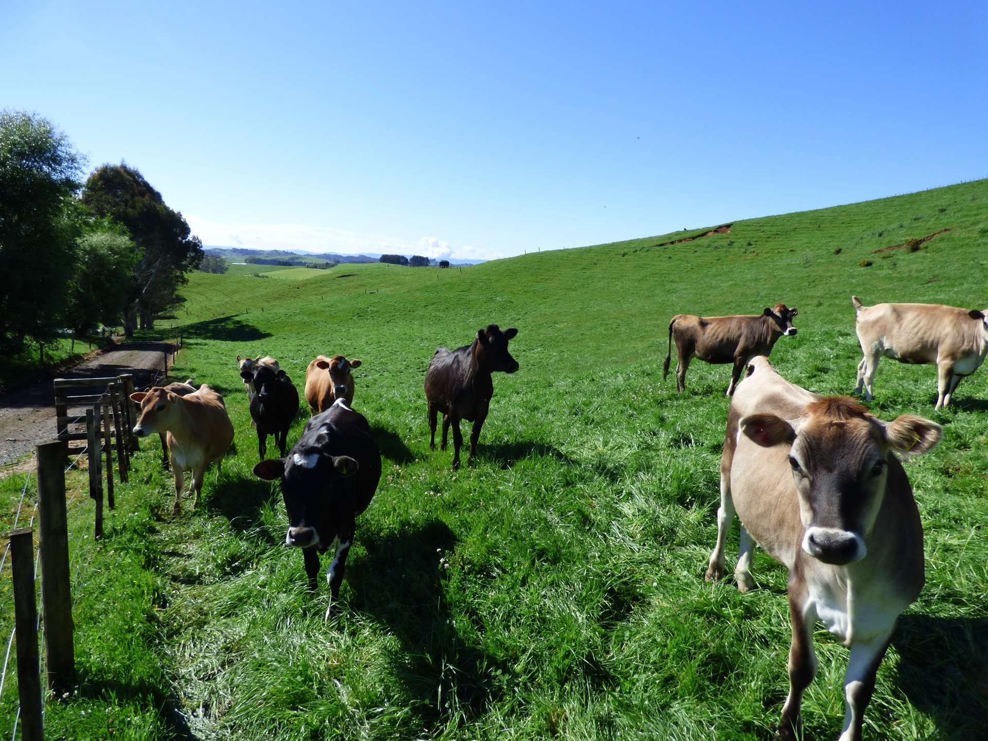 2229 State Highway 31, Kawhia Road Otorohanga_0