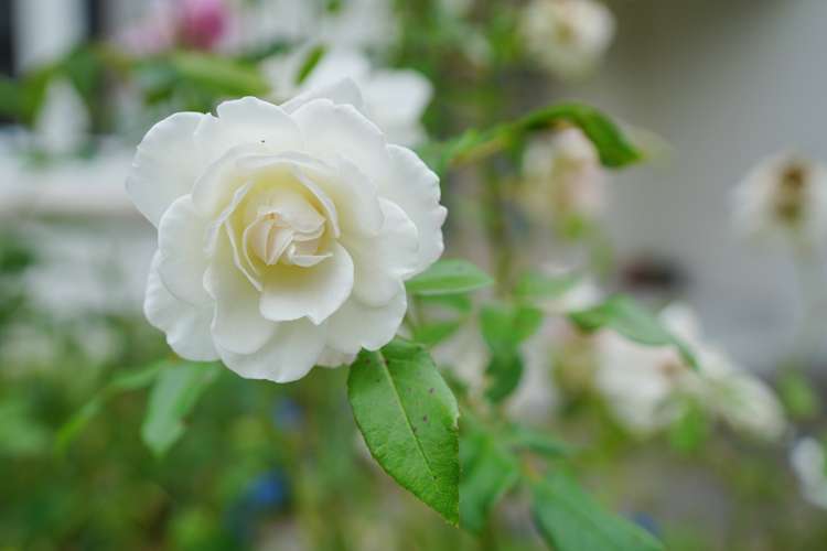 218 Chelmsford Street Waverley_10