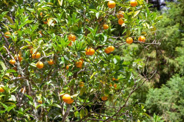 33 Pakaraka Thames_29