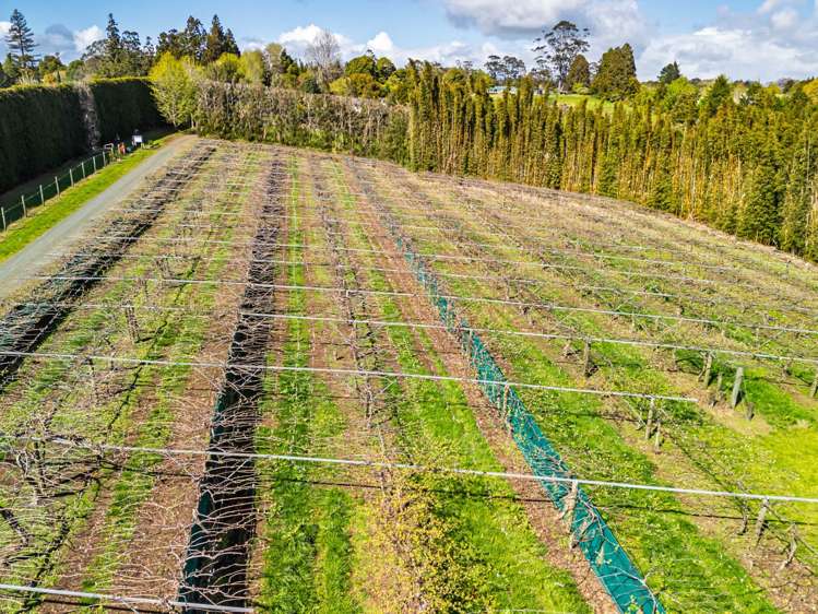 43e Blue Gum Lane Kerikeri_10