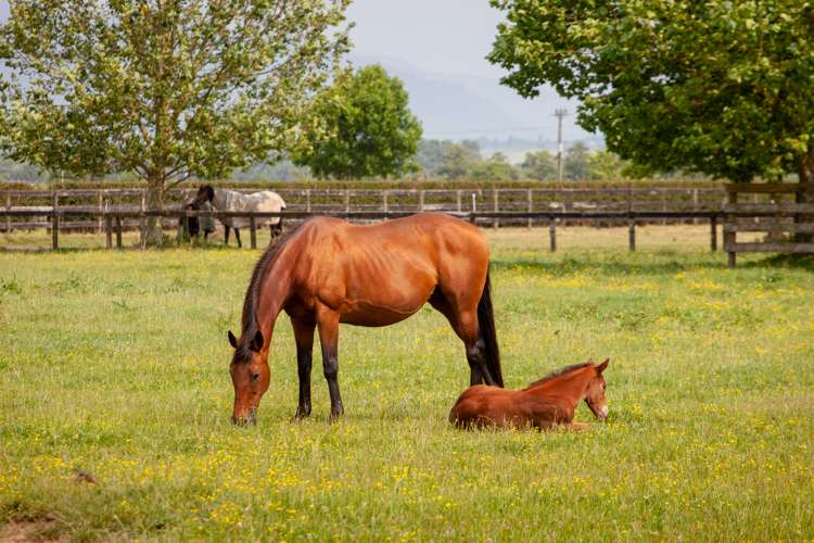 497 Mowbray Road Waharoa_15