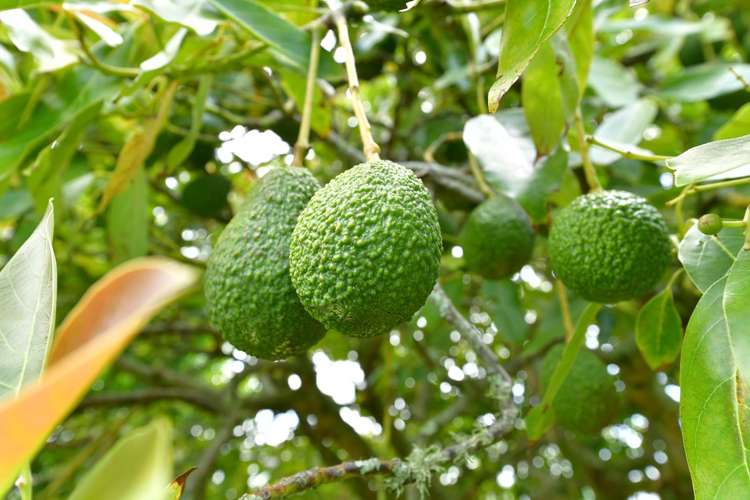 203 Riverhead Road Kumeu_26