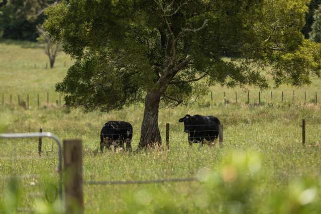 141 Neavesville Road Puriri_1