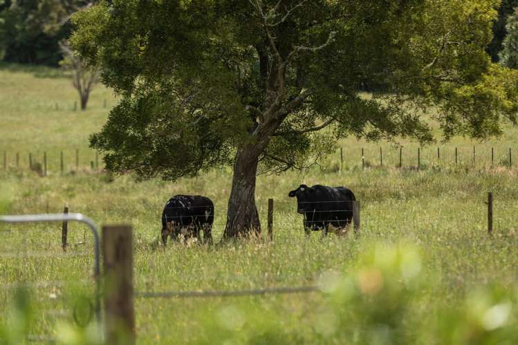 141 Neavesville Road Puriri_1