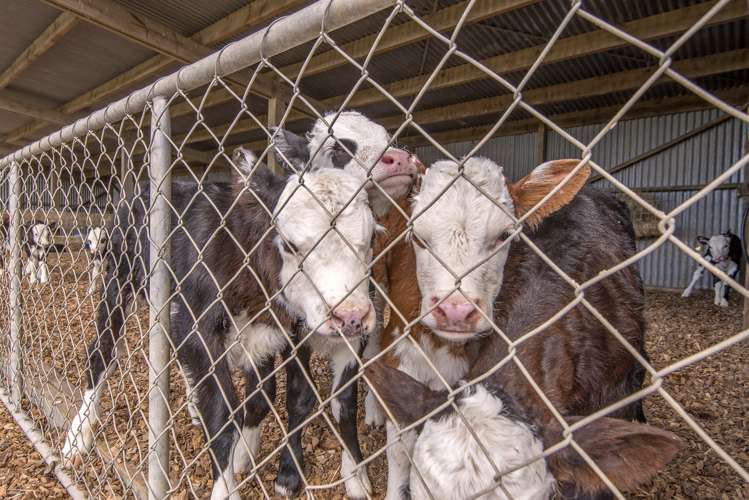 897 Buckleys Road Wakanui_19