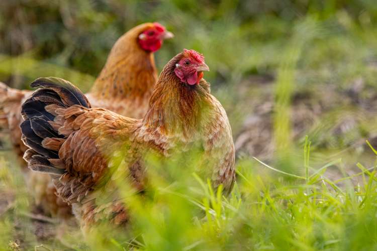 1725c Ruapekapeka Road Kawakawa_30