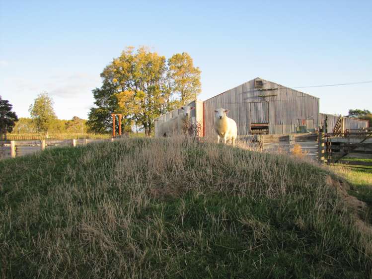 171 Awahuri Feilding Road Feilding_10