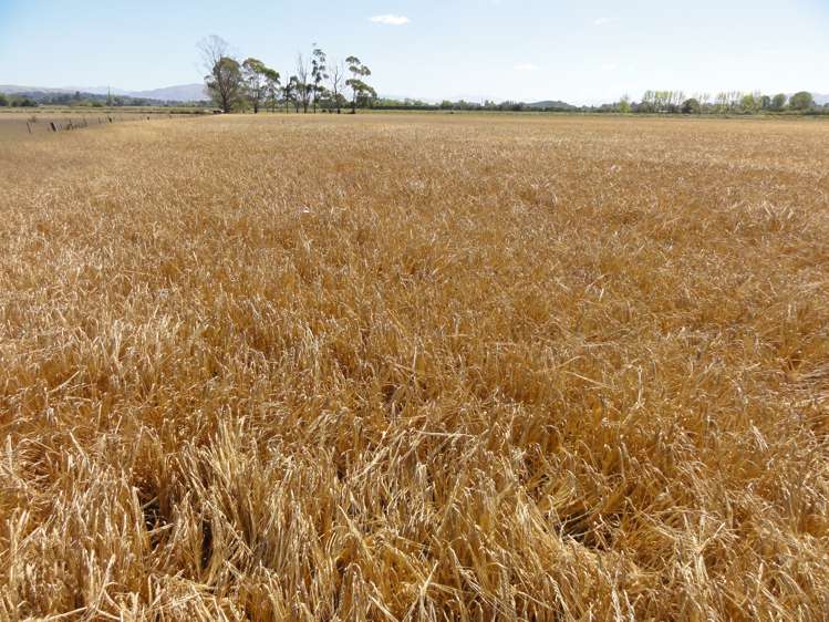 62 Nonoti Road Cheviot_11