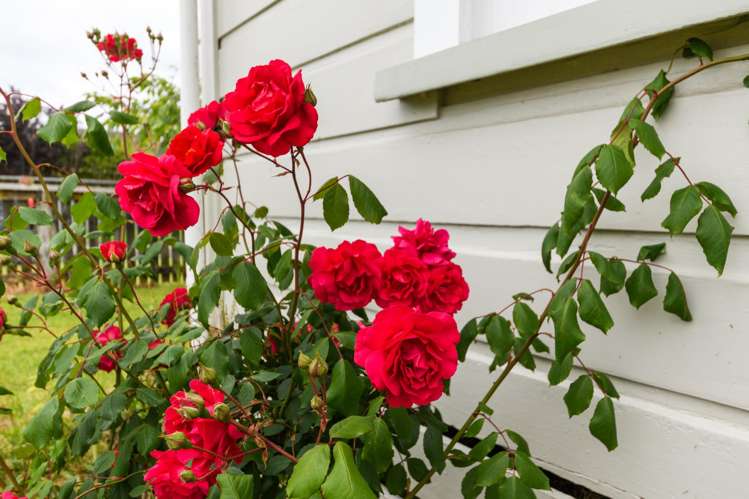 24 Main Street Marton_11