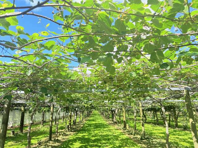 305 No 3 Road Te Puke_1