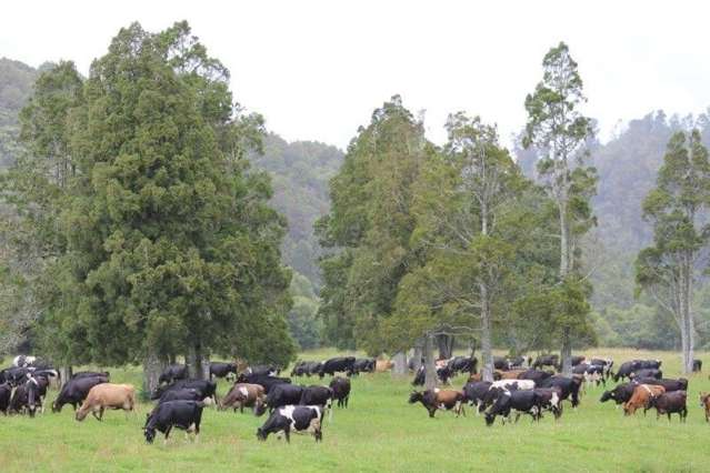 3279 Karamea Highway Kahurangi National Park_4