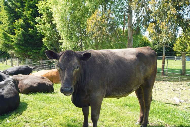 20 Cross Road Winton_26