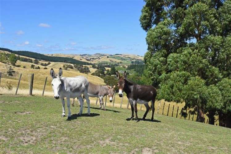 974 Longbush Road Longbush_16