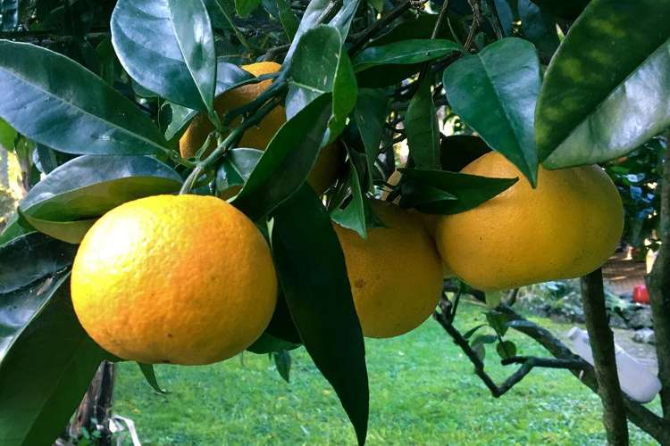 10 Waitaua Road Kauri_19