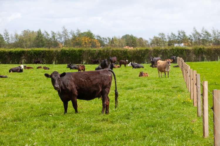 121 Tower Road Matamata_18