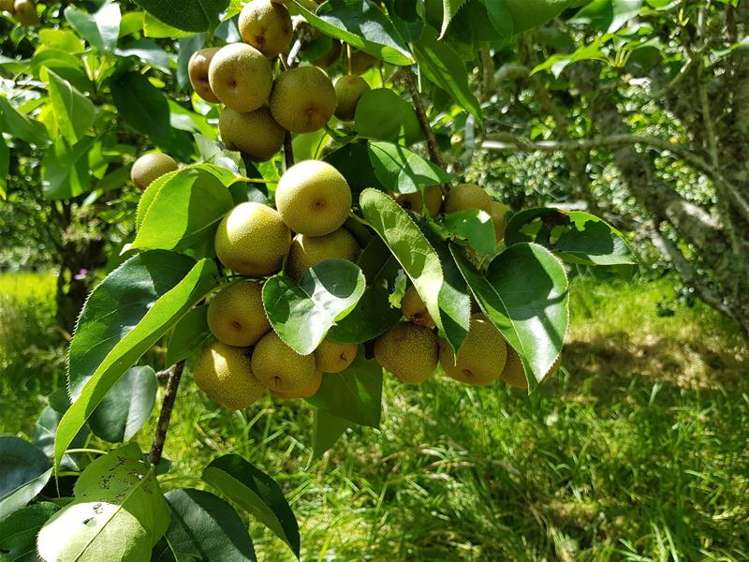 278 State Highway 12 Omapere_34